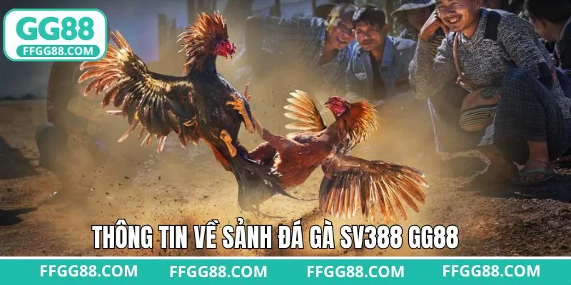 Giới thiệu về sân chơi chọi kê đỉnh cao 2025